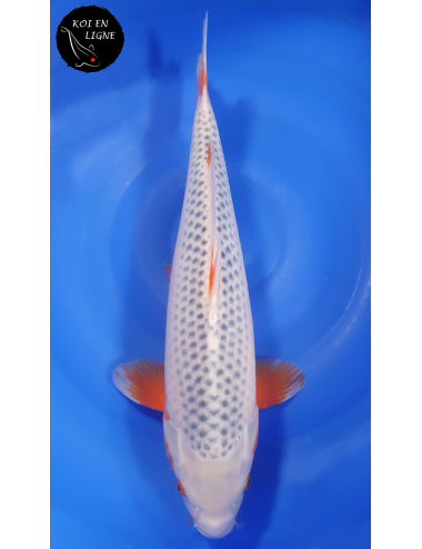 Asagi 1er Prix FKS 2024