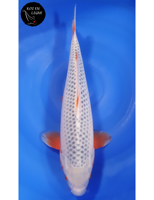 Asagi 1er Prix FKS 2024