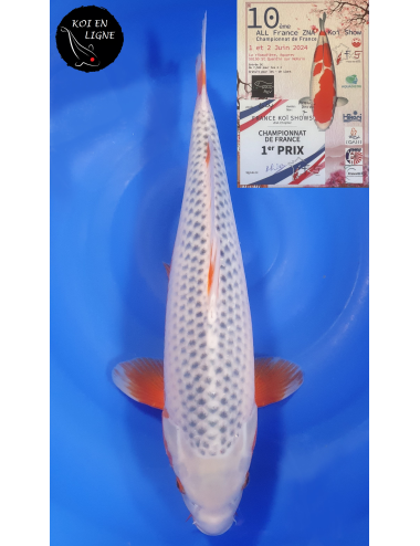 Asagi 1er Prix FKS 2024