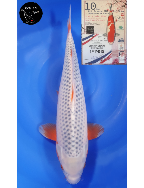 Asagi 1er Prix FKS 2024