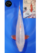 Asagi 1er Prix FKS 2024