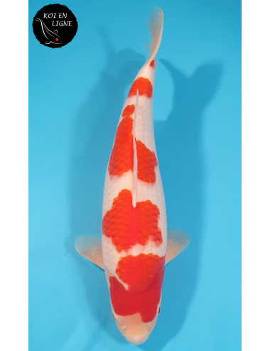 Kohaku 2ème Prix FKS 2024