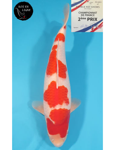 Kohaku 2ème Prix FKS 2024