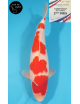 Kohaku 2ème Prix FKS 2024