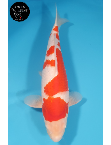 Kohaku