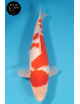 Kohaku