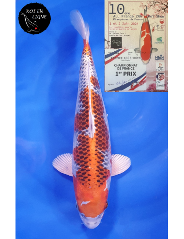 Kujaku 1er Prix FKS 2024