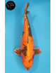 Kin Ki Utsuri
