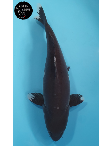 Doitsu Karasugoi Linéaire