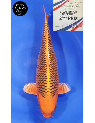 Kin Matsuba 2ème Prix FKS 2024