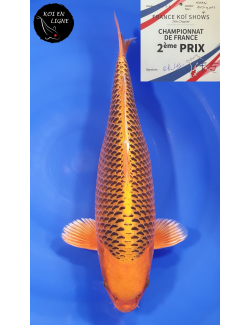 Kin Matsuba 2ème Prix FKS 2024