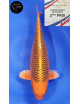 Kin Matsuba 2ème Prix FKS 2024