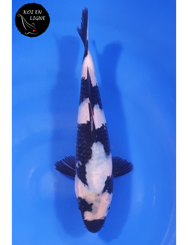 Shiro Utsuri 1er Prix FKS 2024 