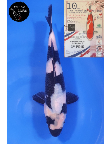 Shiro Utsuri 1er Prix FKS 2024 