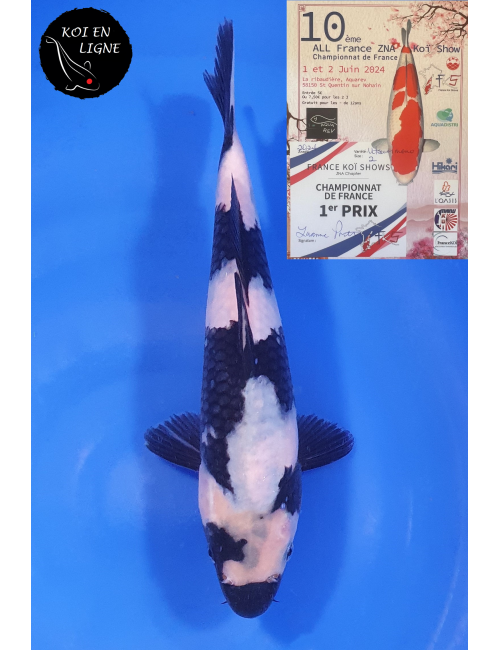 Shiro Utsuri 1er Prix FKS 2024 