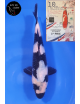 Shiro Utsuri 1er Prix FKS 2024 