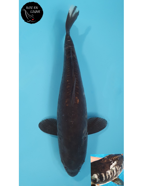 Doitsu Karasugoi Linéaire