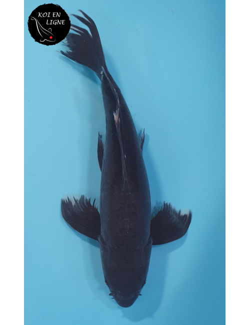 Doitsu Karasugoi Voile