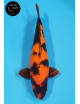 Hi Utsuri 