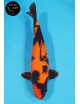 Hi Utsuri 