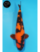 Hi Utsuri  