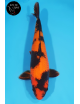 Hi Utsuri