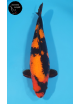 Hi Utsuri 