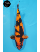 Hi Utsuri