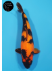 Hi Utsuri