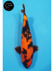 Hi Utsuri