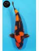 Hi Utsuri 