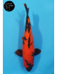Hi Utsuri