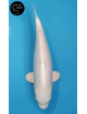 Purachina