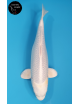 Purachina