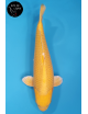 Yamabuki