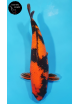 Hi Utsuri