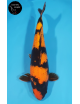 Hi Utsuri