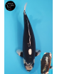 Doitsu Hajiro Linéaire 