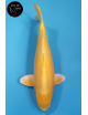 Yamabuki