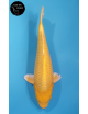 Yamabuki 