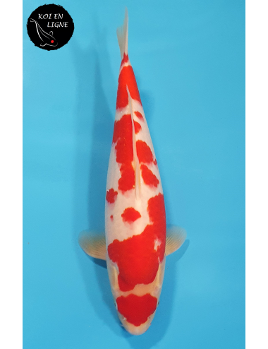 Maruten Kohaku 