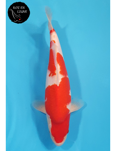 Kohaku
