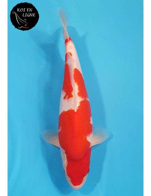 Kohaku