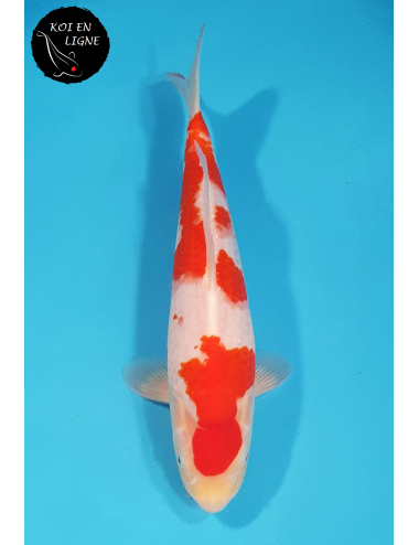Kohaku