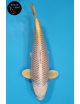Botan Lignée Dainichi