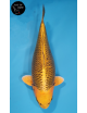 Botan Lignée Dainichi