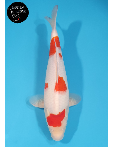 Kohaku
