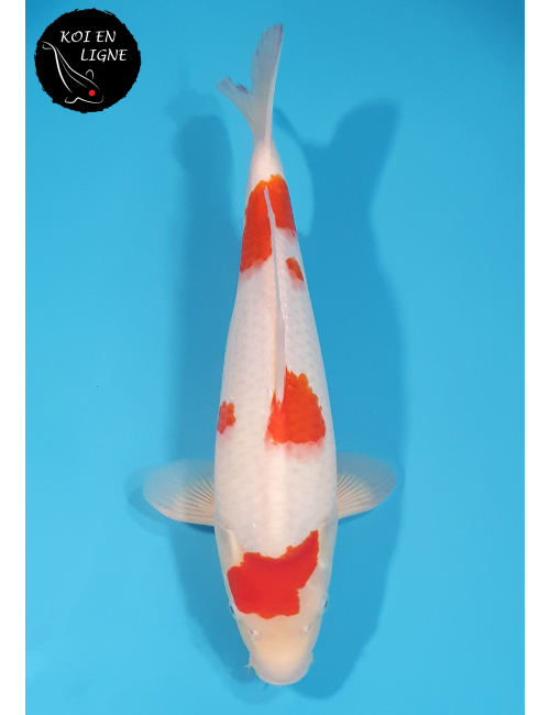 Kohaku
