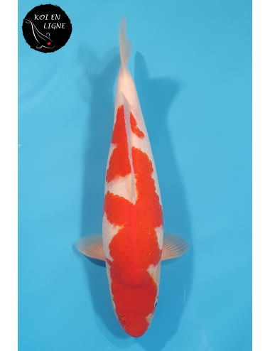 Kohaku
