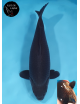 Karasugoi